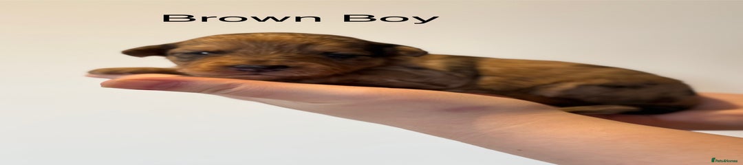 Brown Boy