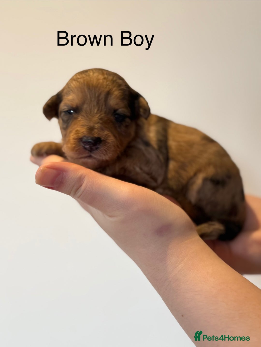 Mixed Breed dogs for sale: Stunning litter of 3/4 Toy Poodle X Welsh Collie - Image 5