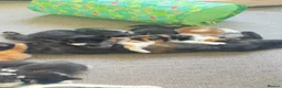Mixed Breed cats for sale: Lovely kittens - Advert 2