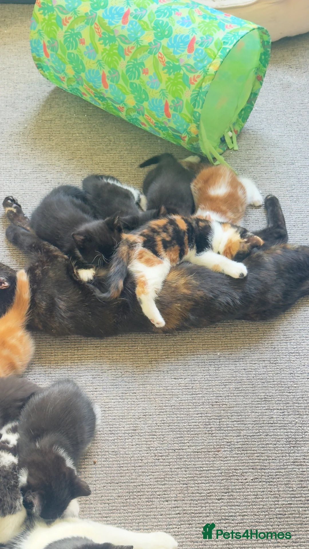 Mixed Breed cats for sale: Lovely kittens - Advert 2