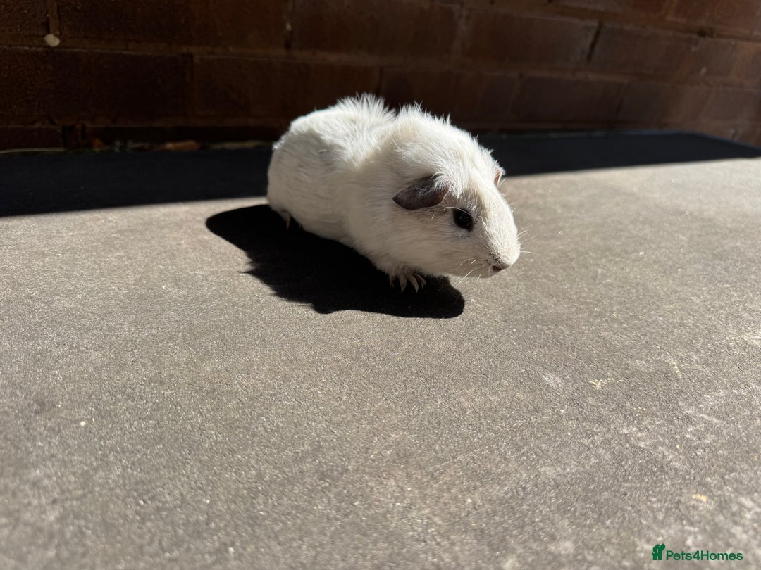 Guinea Pig rodents for sale: Stunning baby male guinea pigs  - Image 11