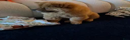 Chow Chow dogs for sale: Beautiful and exquisite female pup - PLEASE READ  - Advert 5
