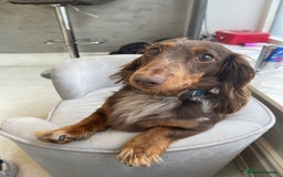 Miniature Dachshund dogs for stud: Chocolate & Tan Dapple dachshund stud - Image 4