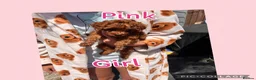 Toy Poodle dogs for sale: 🧡 Red Toy Poodle Pups 🧡 - Advert 12