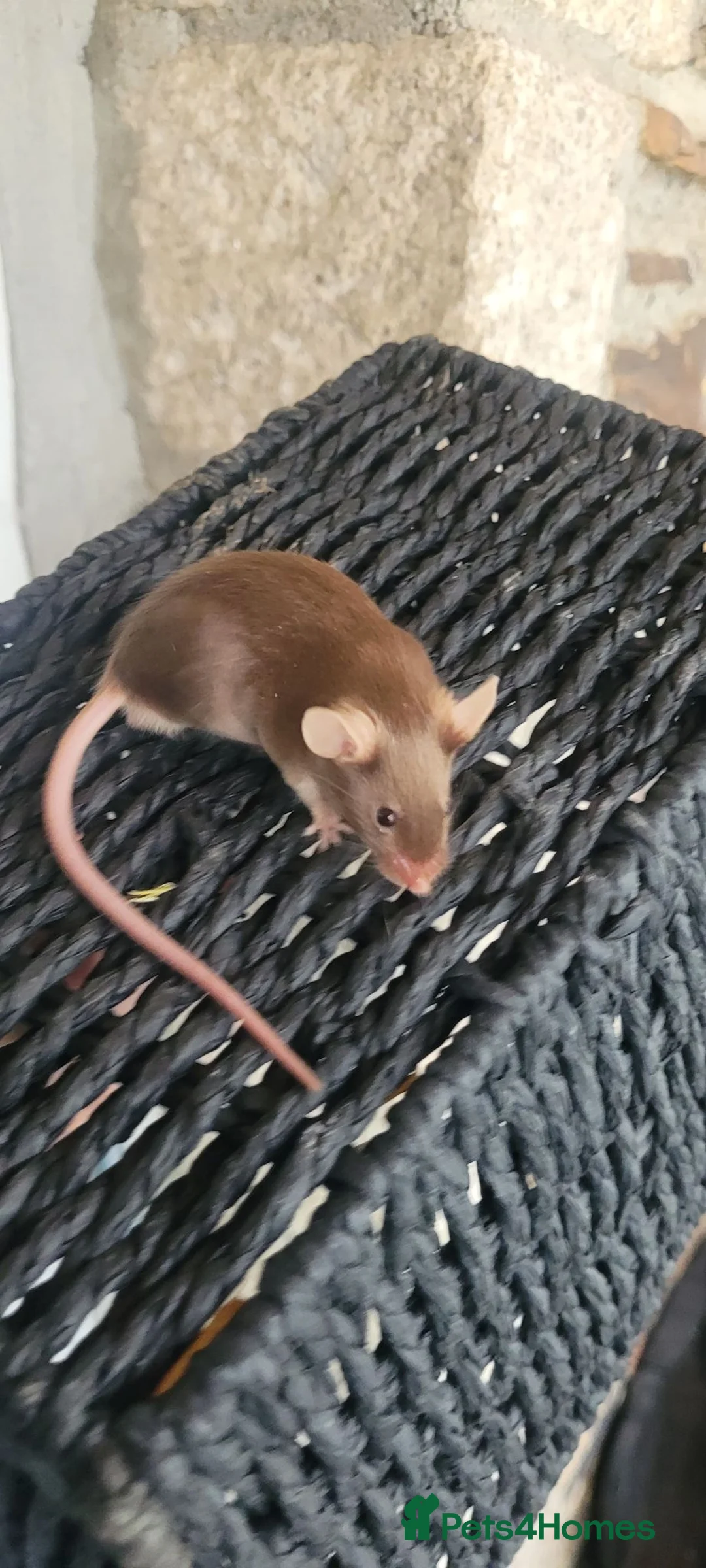 Mouse rodents for sale: Male and female fancy mice- 6 weeks - Advert 5
