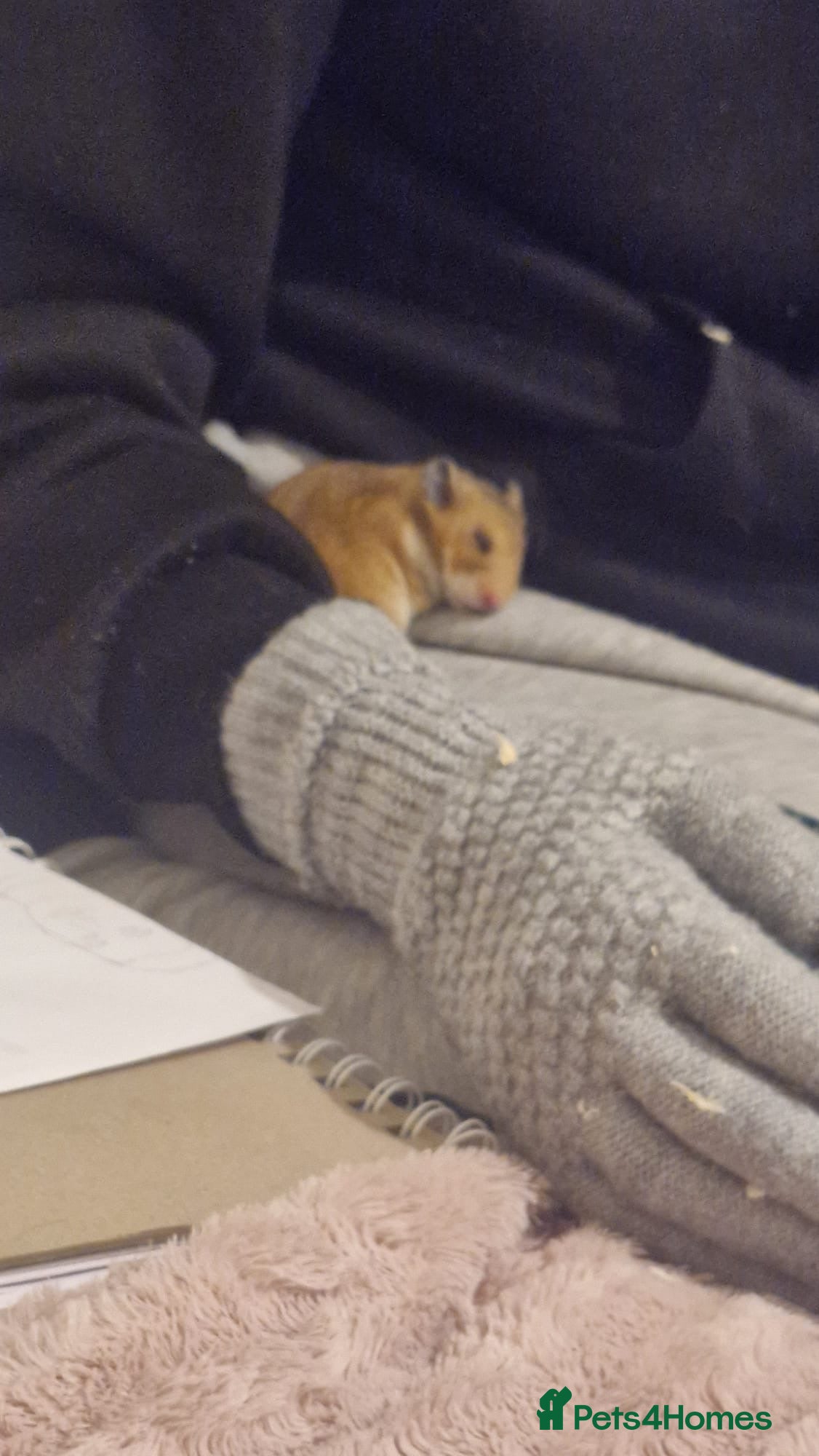 Hamster rodents Serian hamster  - Advert 12