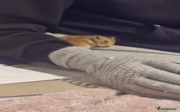 Hamster rodents for sale: Serian hamster  - Image 1