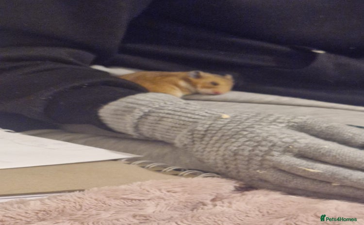 Hamster rodents - Advert 4