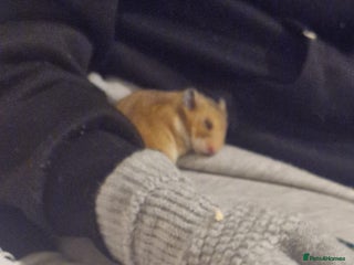 Hamster rodents - Advert 3