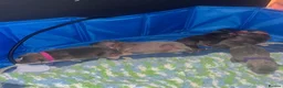 Old Tyme Bulldog dogs for sale: 5 old tyme puppies for sale.   - Advert 1