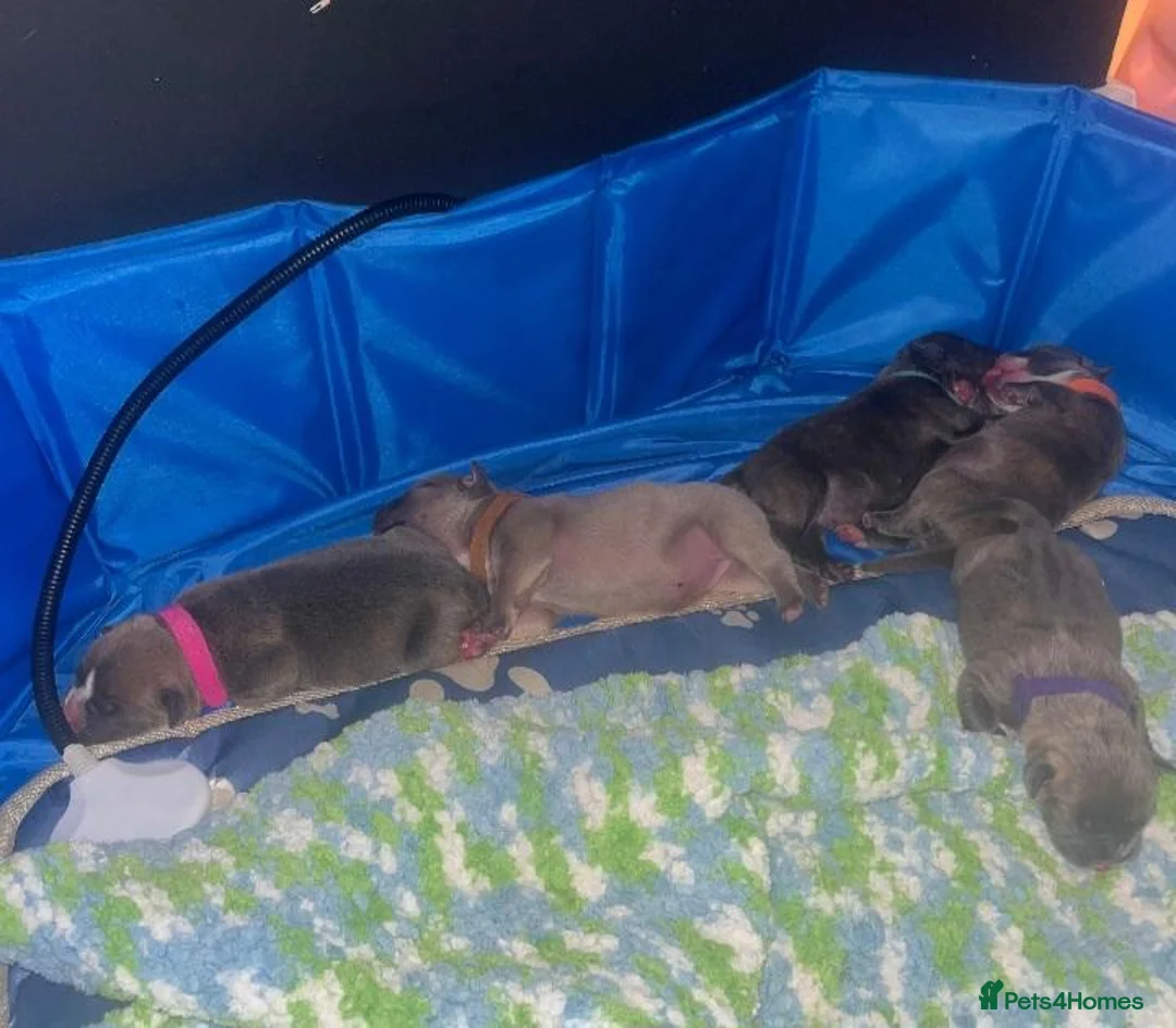 Old Tyme Bulldog dogs for sale: 5 old tyme puppies for sale.   - Advert 1