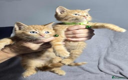 British Longhair cats for sale: Beautilful ginger boys - Image 3