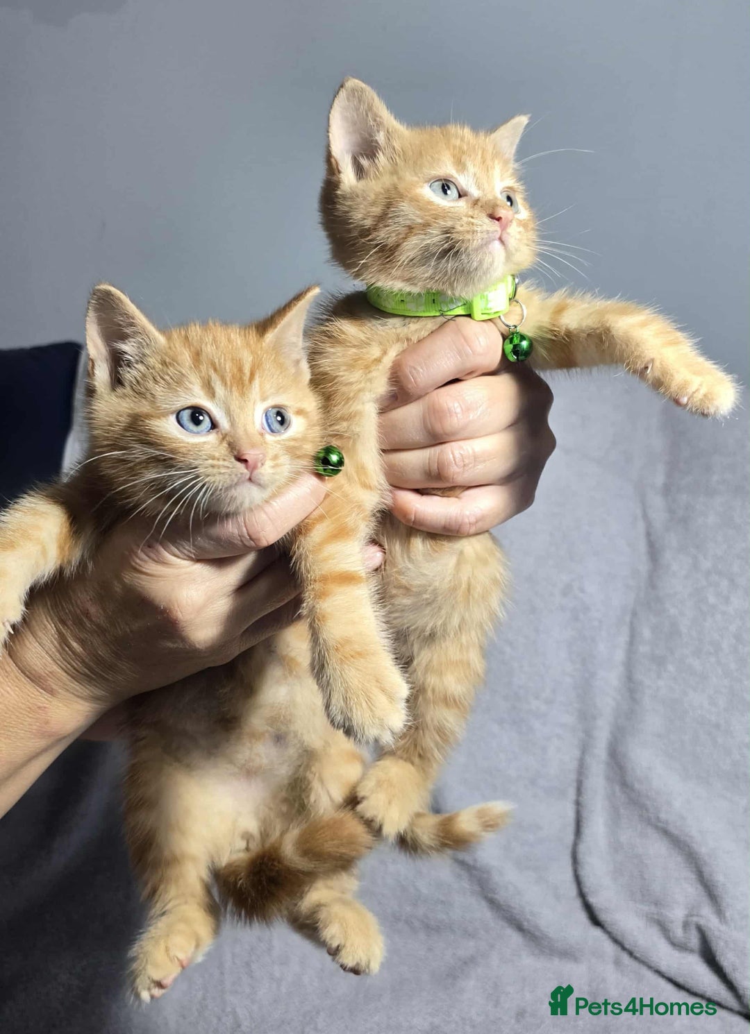 British Longhair cats for sale: Beautilful ginger boys - Image 3