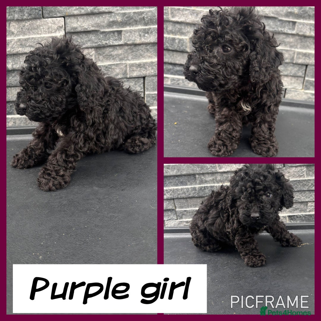 Cockapoo dogs for sale: 🩵💗OUTSTANDING F1 COCKAPOOS💓🩵 - Image 7