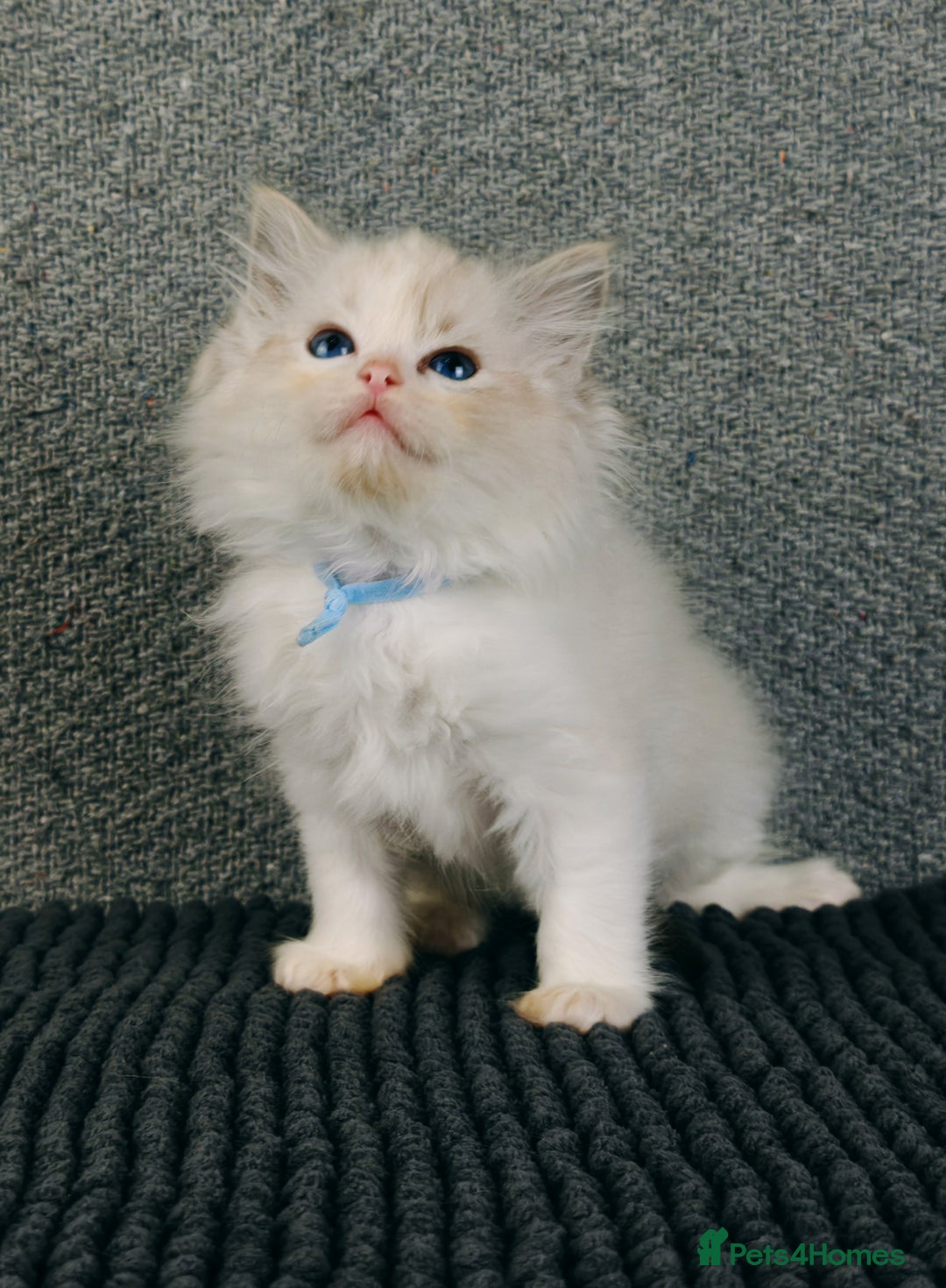 Ragdoll cats for sale: ❤️BEST KITTENS RAGDOLL❤️ CHAMPION REGIONAL WINNER  - Advert 16