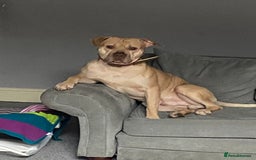 Mixed Breed dogs for sale: ****** (HOME VISIT REQUIRED)!!!! - Image 1