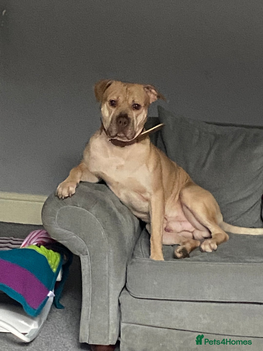 Mixed Breed dogs for sale: ****** (HOME VISIT REQUIRED)!!!! - Image 1