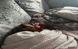 Miniature Dachshund dogs for sale: Female Chocolate tan dapple  - Image 14