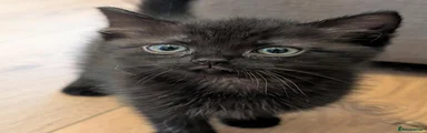 Black kitten 