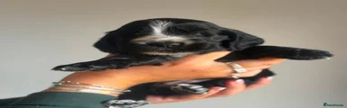 Cocker Spaniel 2