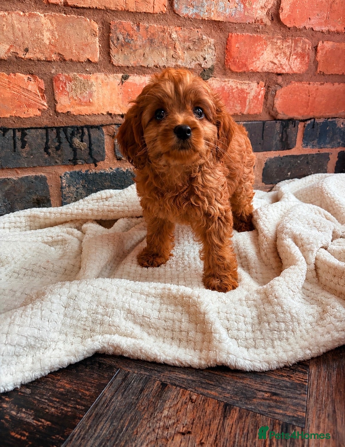 Cavapoo dogs F1 Red Toy cavapoo - Advert 1