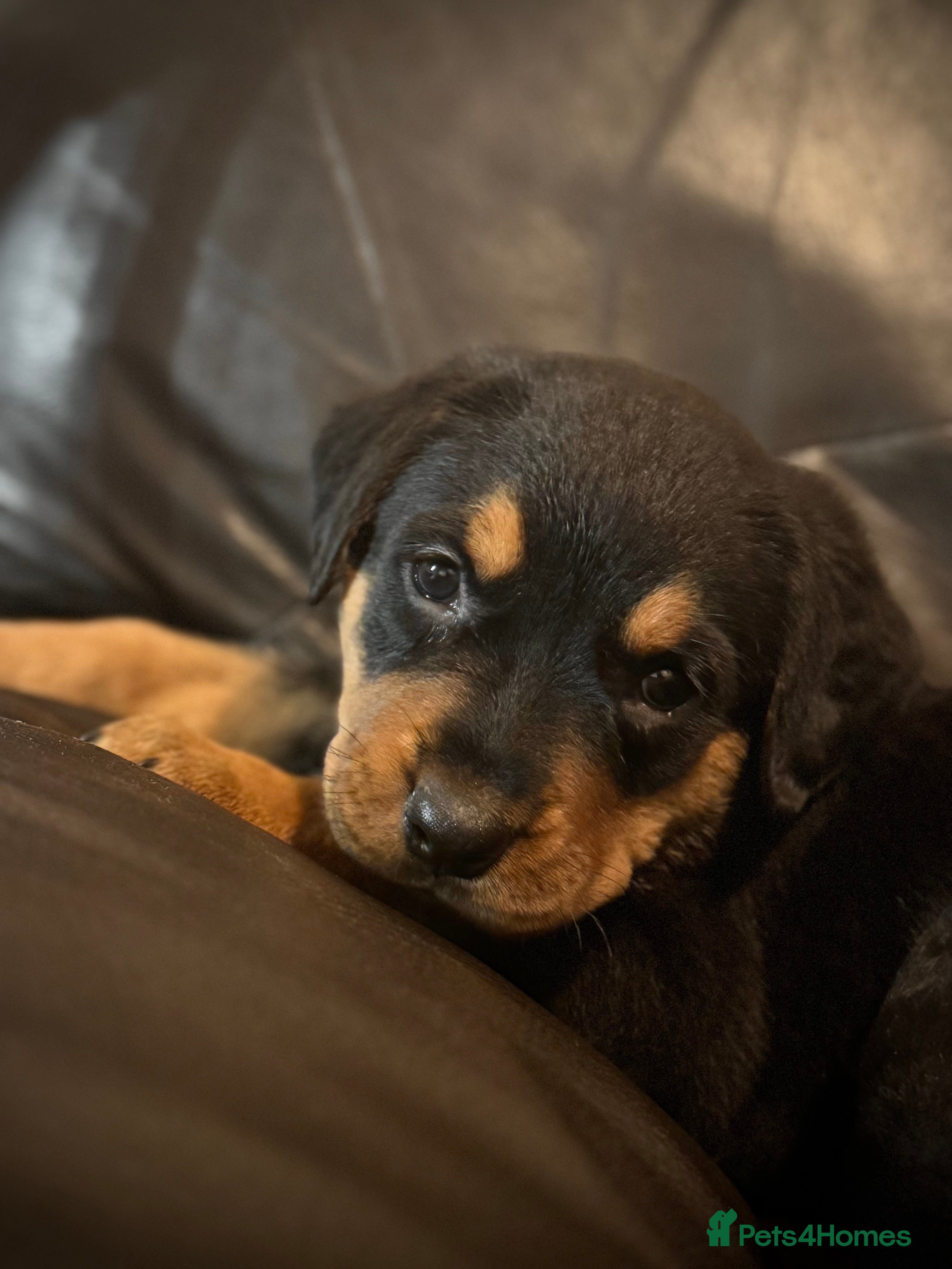 Rottweiler dogs Rottweiler Puppies Available – 2 Girls & 1 Boy 🐾 - Advert 16