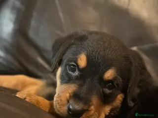 Rottweiler dogs Rottweiler Puppies Available – 2 Girls & 1 Boy 🐾 - Advert 20