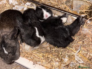 Mixed Breed rabbits 4X Mini Buns Netherland dwarf with French Lop - Advert 1
