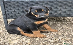 Mixed Breed dogs for sale: Belgian Malinois X Dobermann in Cheltenham - Image 20