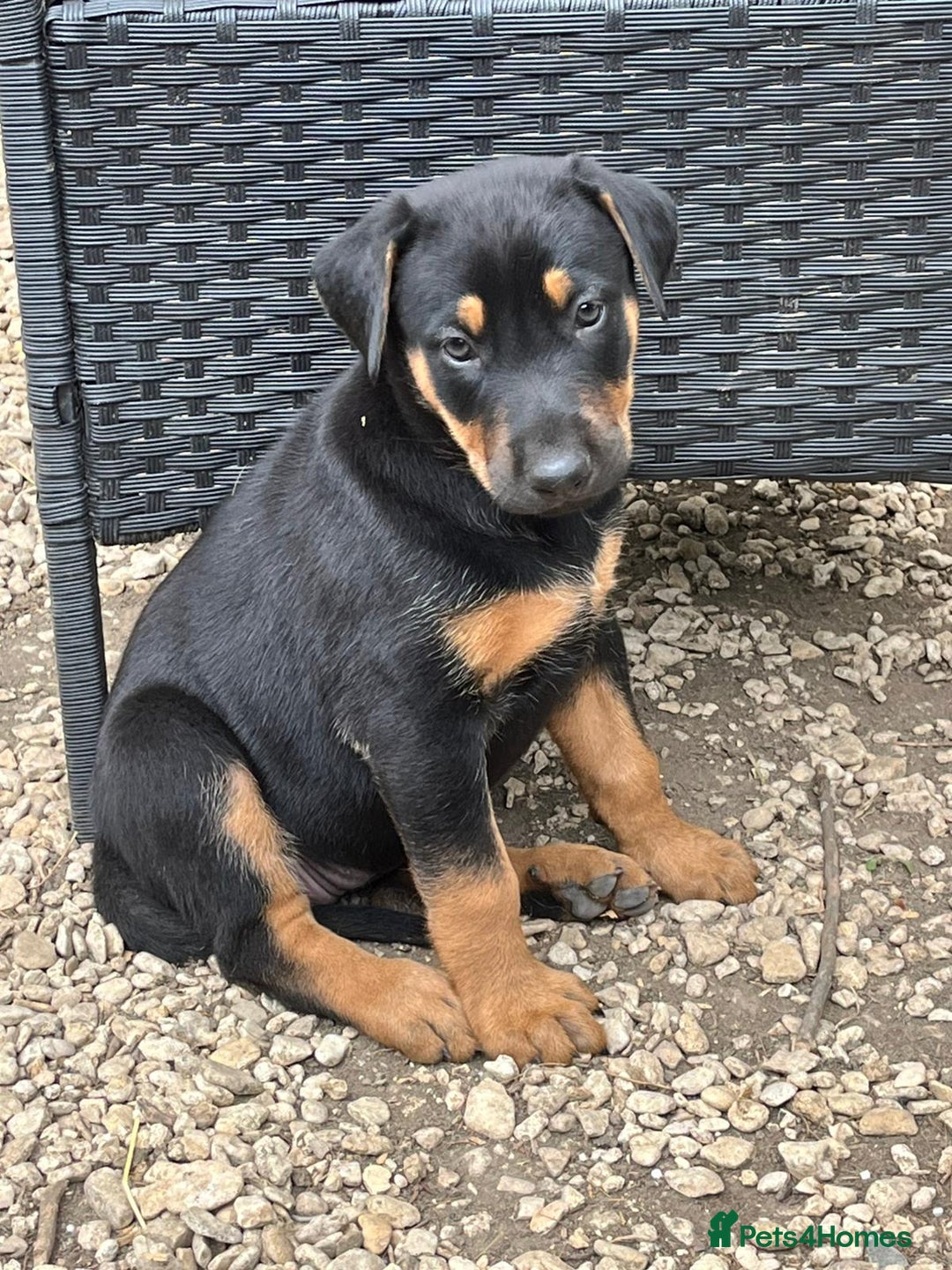Mixed Breed dogs for sale: Belgian Malinois X Dobermann in Cheltenham - Image 20