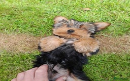 Yorkshire Terrier dogs for sale: Adorable Yorkshire Terrier puppies for sale - Image 7