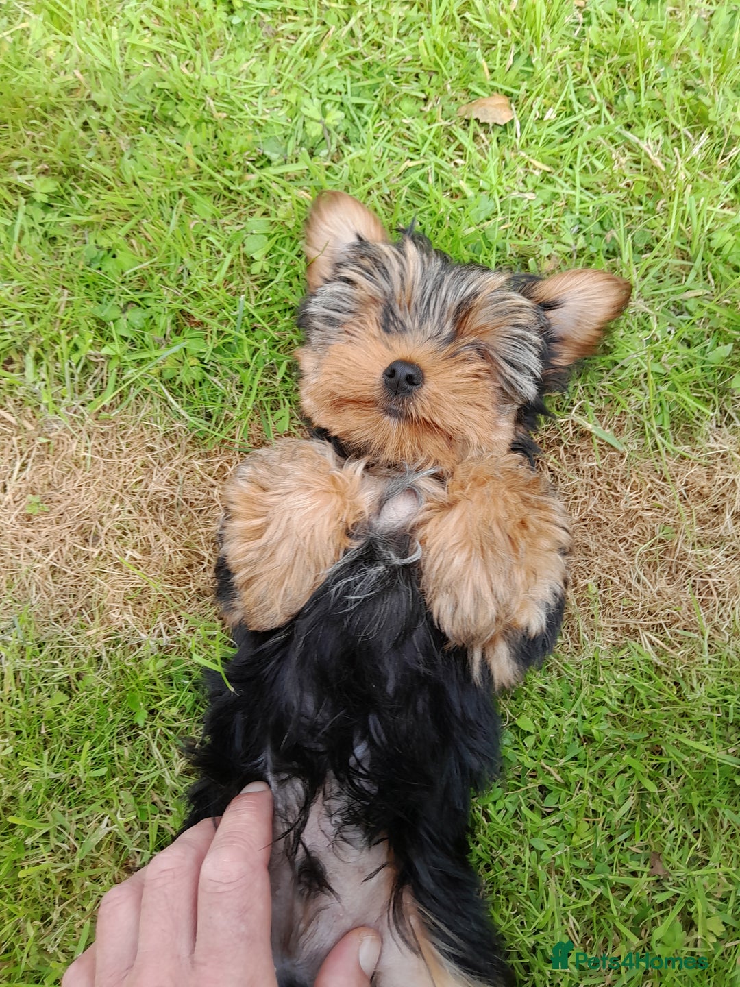 Yorkshire Terrier dogs for sale: Adorable Yorkshire Terrier puppies for sale - Image 7