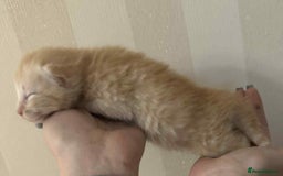 Maine Coon cats for sale: Maine coon x kittens  - Advert 9