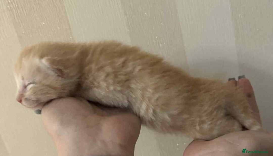 Maine Coon cats for sale: Maine coon x kittens  - Advert 9