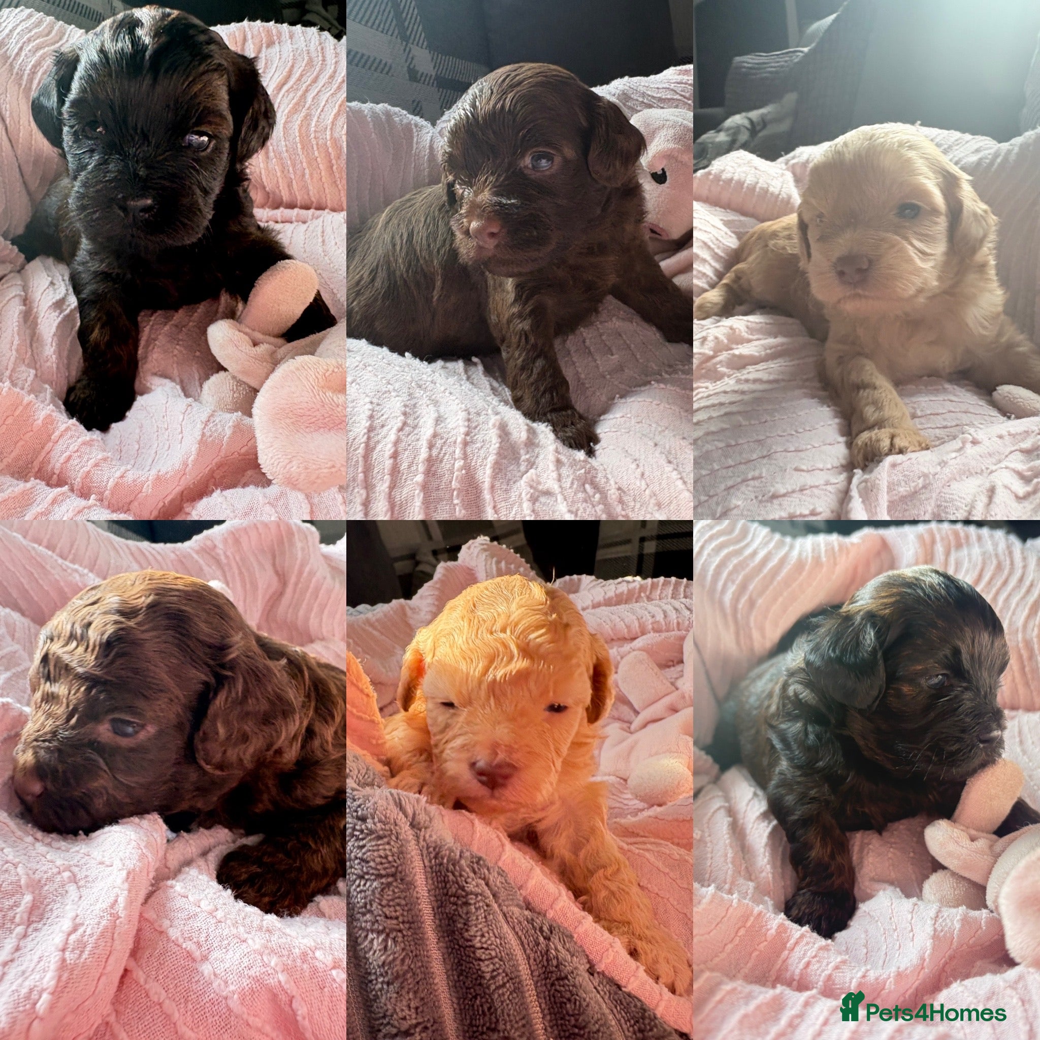 Shihpoo dogs Adorable F1B Shihpoo puppies ready 9/8/26 🧸🤎🐾 - Advert 2