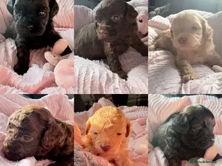 Shihpoo dogs Adorable F1B Shihpoo puppies ready 9/8/26 🧸🤎🐾 - Advert 1