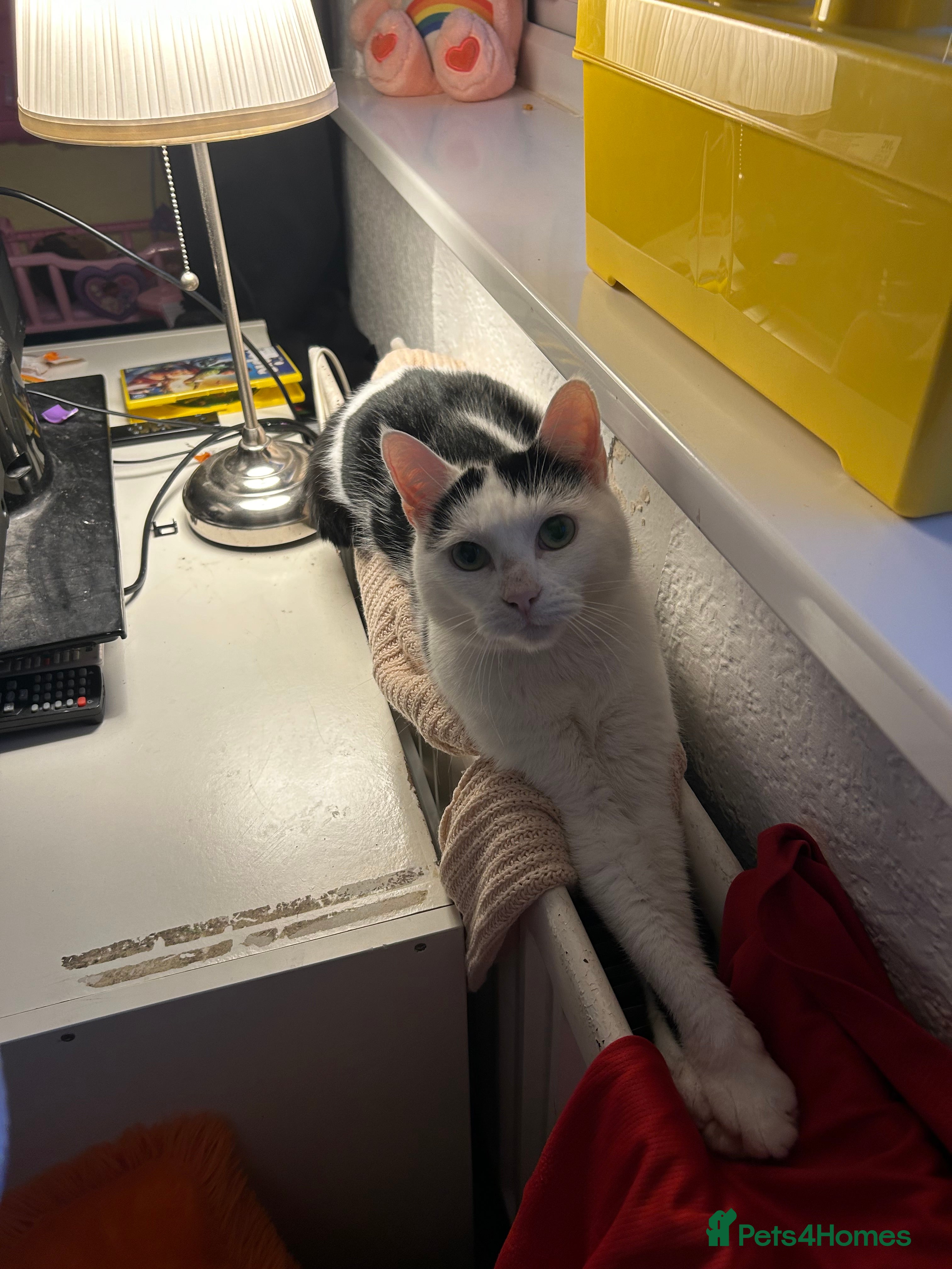 Mixed Breed cats Neutered male cat - Advert 7