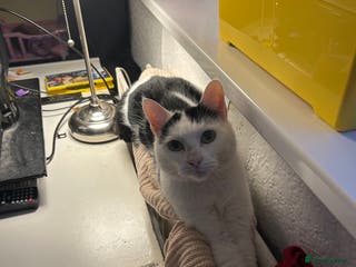 Mixed Breed cats Neutered male cat - Advert 7