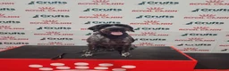 German Wirehaired Pointer dogs for sale: KC registered German wire haired pointer puppies in Dunstable - Advert 4