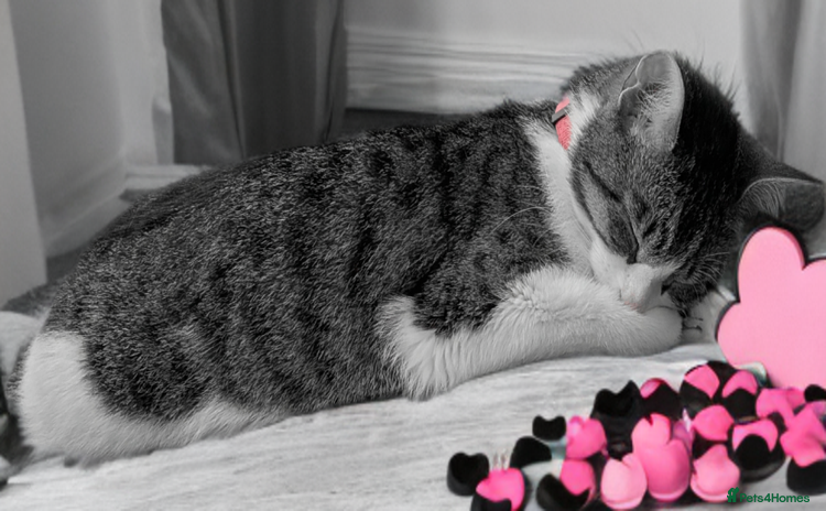Mixed Breed cats - Advert 2