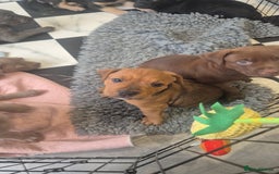 American Bully dogs for sale: American Bully Pups for sale - Image 20