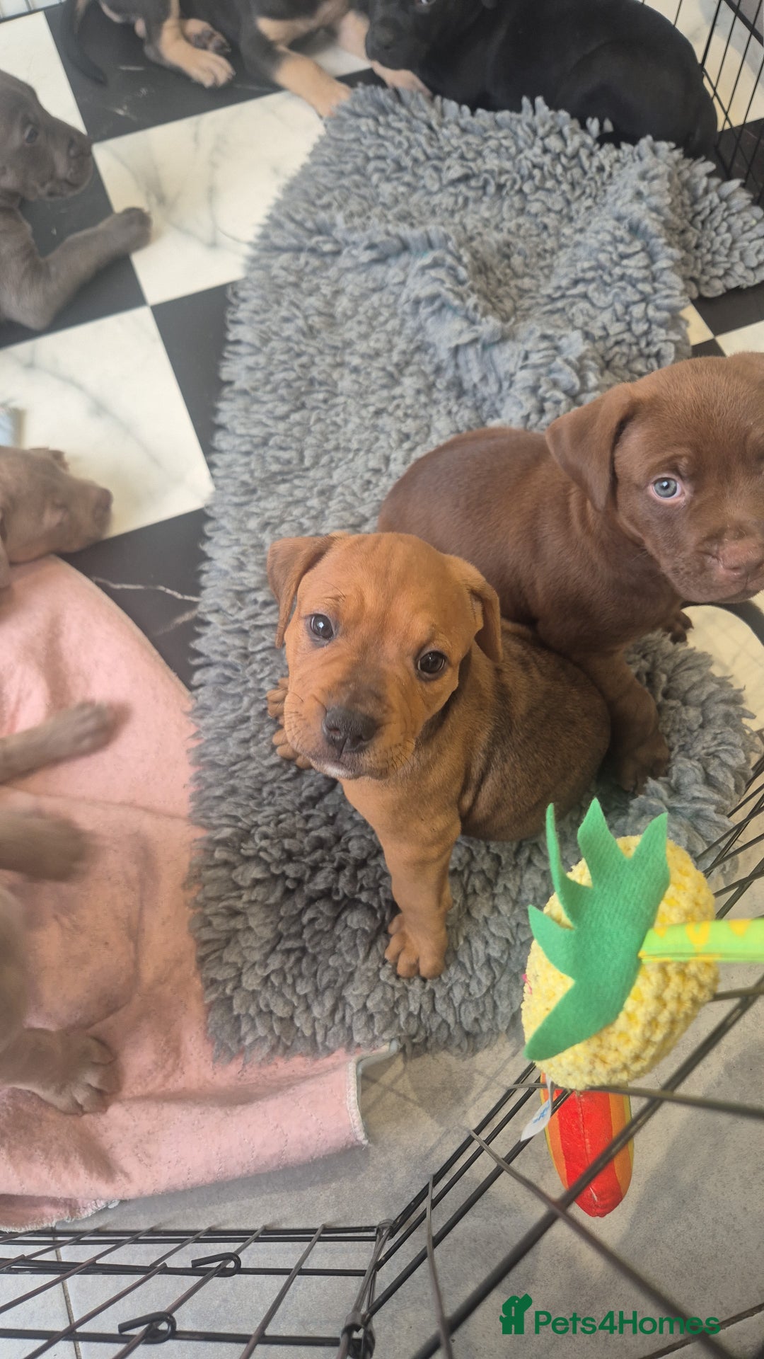 American Bully dogs for sale: American Bully Pups for sale - Image 20