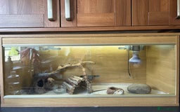 Bearded Dragon reptiles for sale: Male Beardie looking to be rehomed in Bury - Image 3