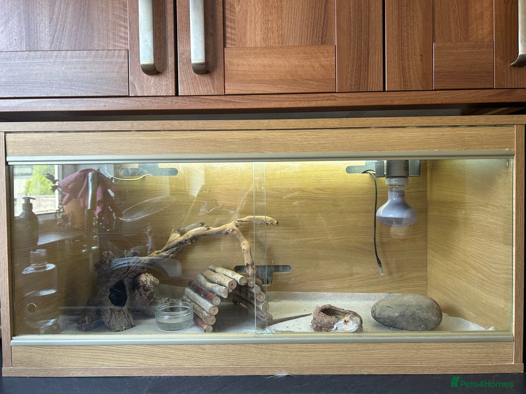 Bearded Dragon reptiles for sale: Male Beardie looking to be rehomed in Bury - Image 3