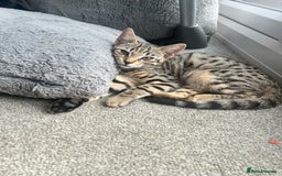 Bengal cats for sale: Bengal kitten  - Image 3