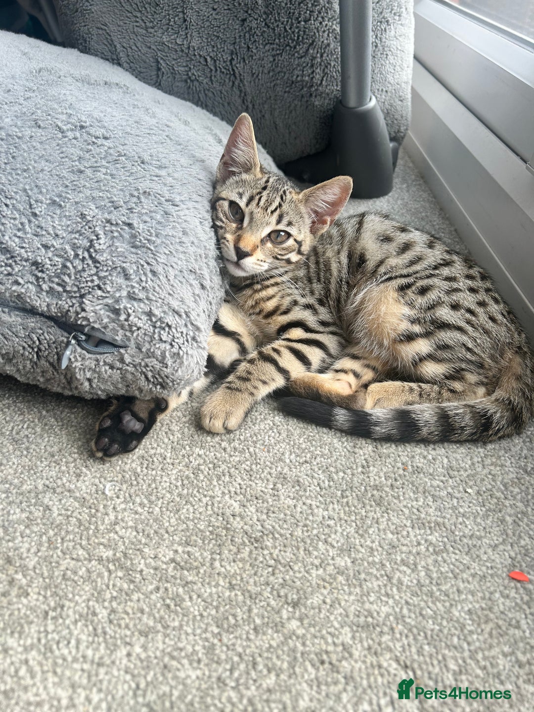 Bengal cats for sale: Bengal kitten  - Image 3