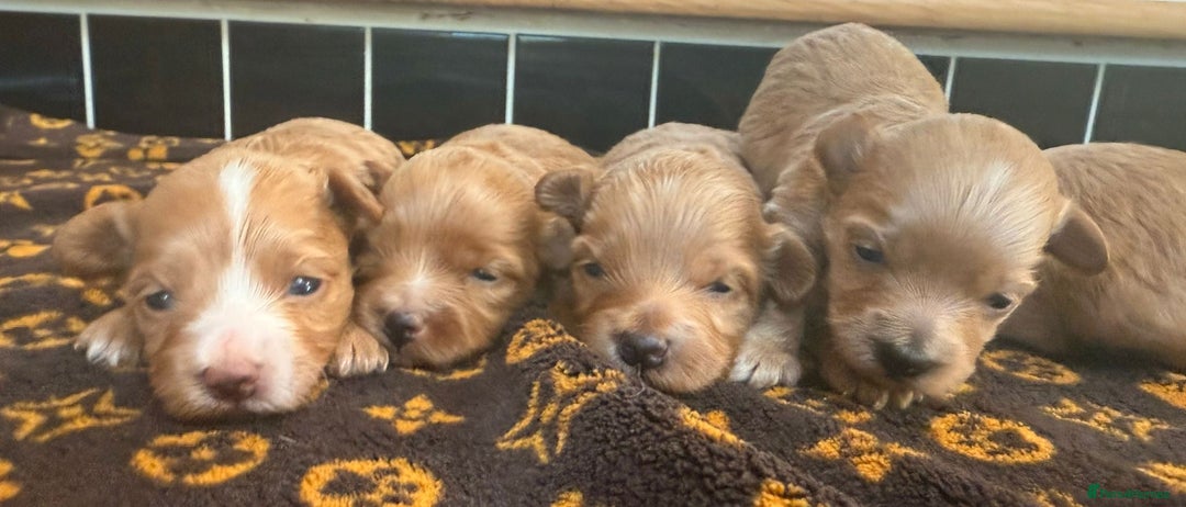 Toy Poodle dogs for stud: XXS Deep Mahogany Red Asian poodle Stud in Romford - Image 9
