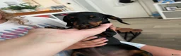Miniature Dachshund dogs for sale: Darling slug  - Advert 4