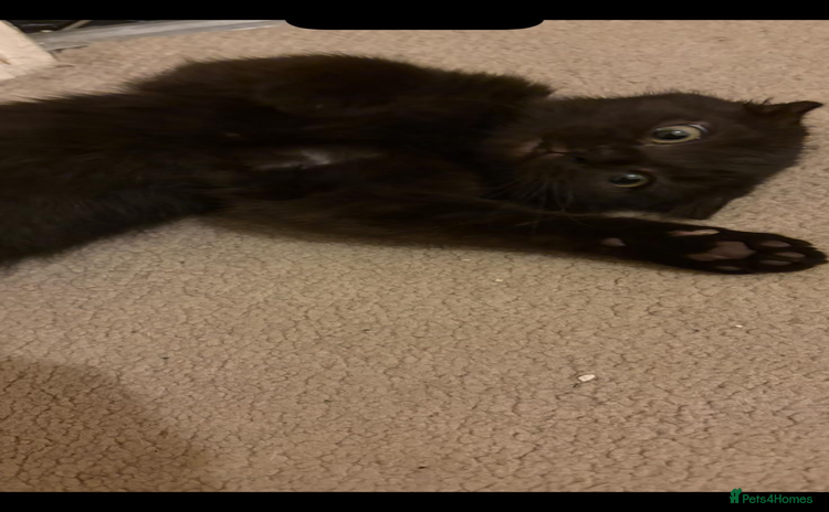 Scottish Fold cats - Advert 5