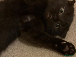 Scottish Fold cats for sale - Advert 2